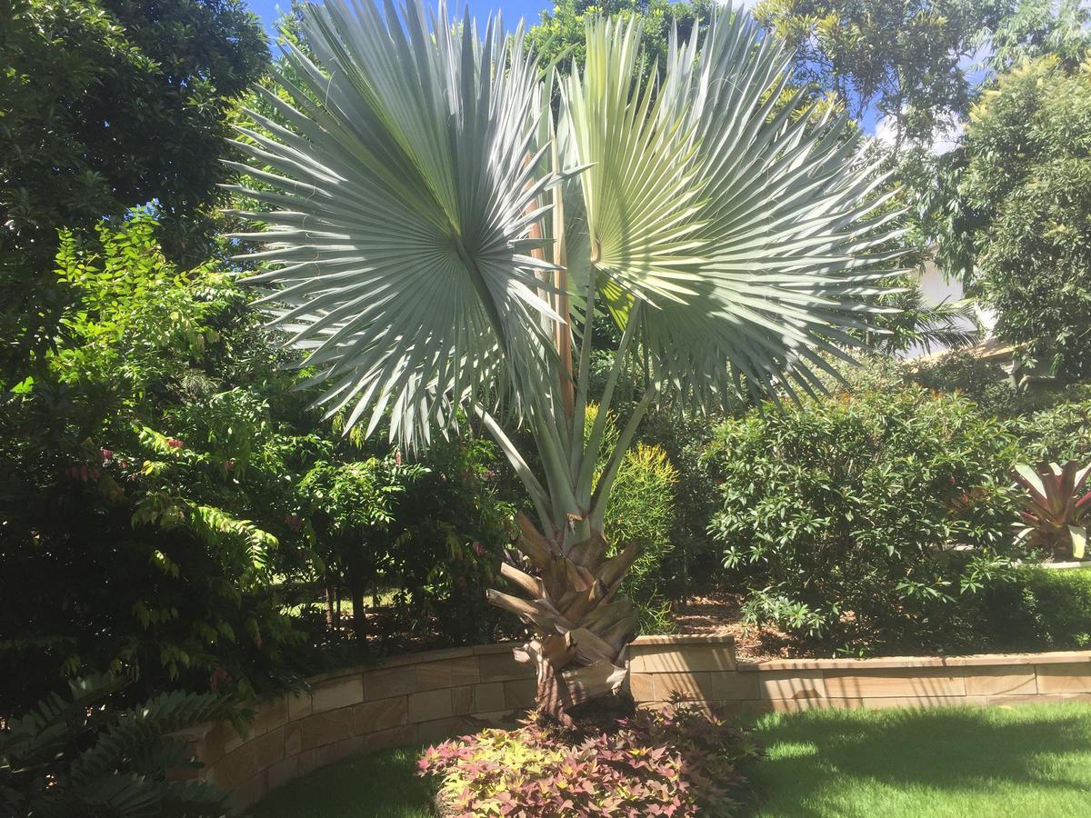 Balmoral Queenslander Brisbane Exterior foto